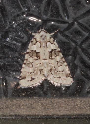Réf. 267 010 : Nyctobrya muralis